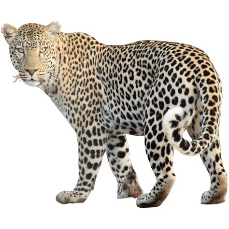 Free Leopard Png Transparent Images Download Free Leopard Png