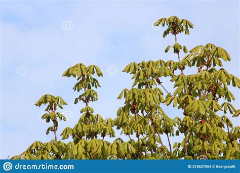 Fresh Green Leaves On Horse Chestnut Tree In Spring Stock Photo Image