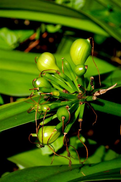 Green Bulb Plant Planting Bulbs Tropical Getaways Bahamas Honeymoon