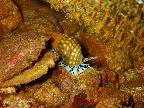Sea snails support commercial and recreational fisheries in florida and are harvested for meat, shells and use in the aquarium industry. Spotted Sea Snail