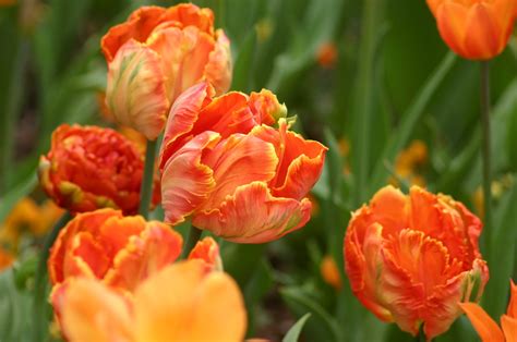 Parrot Tulips Parrot Tulips Are Great For