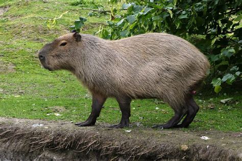 Do Capybaras Make Great Pets What You Need To Know Rested Paws