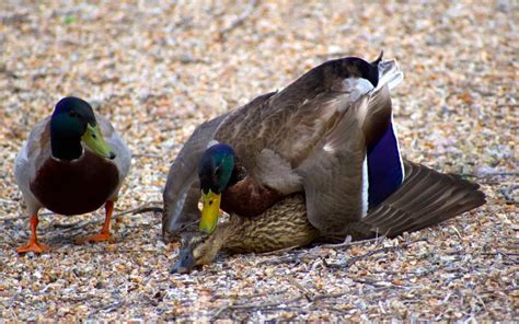 How Do Ducks Mate Learnpoultry