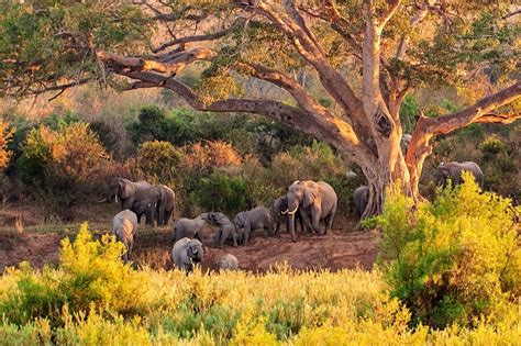 The Remarkable Kruger National Park In South Africa Globetrotting