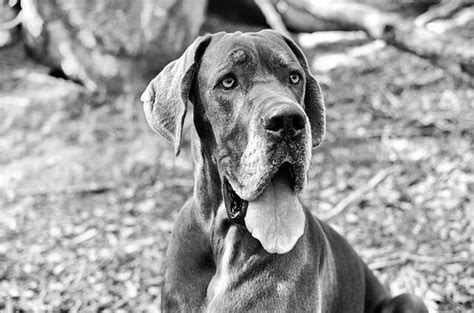 The key to providing the right amount of food for a great dane is to monitor their daily activity and adjust accordingly. Best Dog Food for Great Danes - Adult, Puppy & Seniors ...