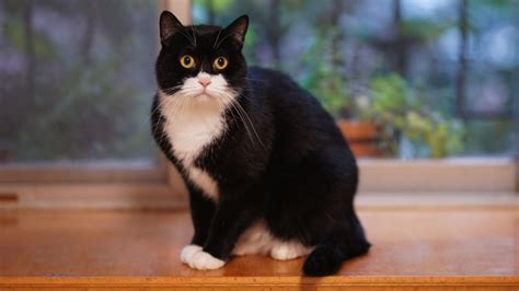 Great news!!!you're in the right place for me and my cat. What Breed Is My Tuxedo Cat? | The Dutiful Cat