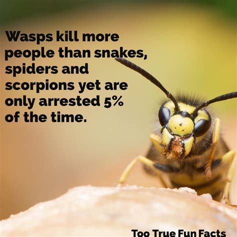 Too True Fun Facts On Twitter Not Fair Wasp Wasps