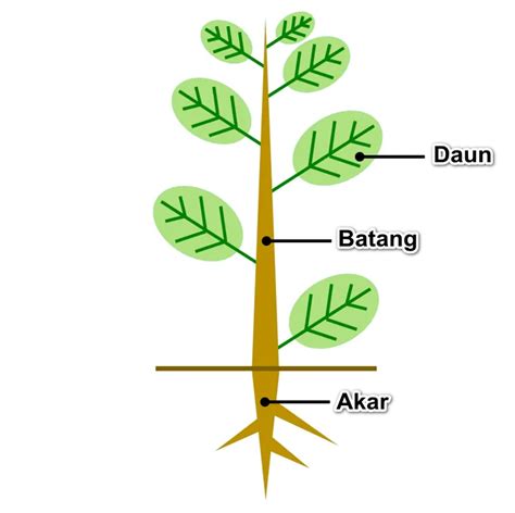 Detail Contoh Sistem Organ Pada Tumbuhan Koleksi Nomer 12