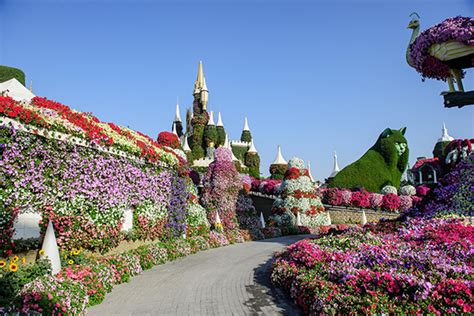 Miracle Garden Dubai Tickets With Tour Packages Captain Dunes