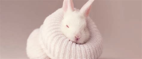 Cute Rabbits Wallpapers For Desktop