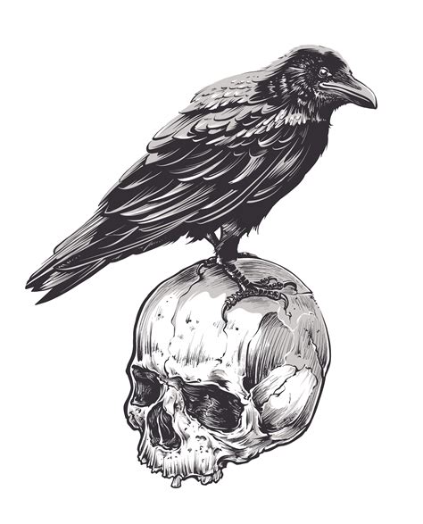 Crow On Skull 330280 Vector Art At Vecteezy