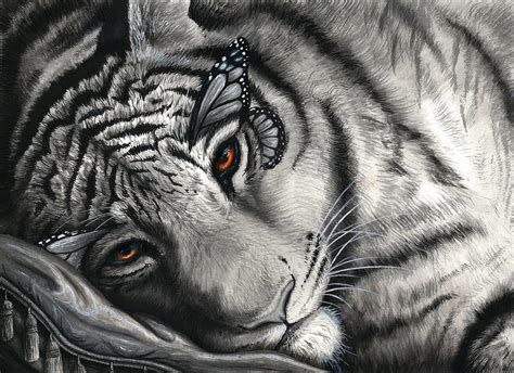White Tiger Hd Wallpaper Background Image 1920x1397