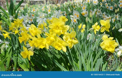 Yellow Spring Narcissus Flowers Yellow Narcissus Flower Also Known As