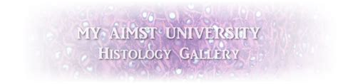 Histology Gallery Archives My Aimst University Lifestyle Blog