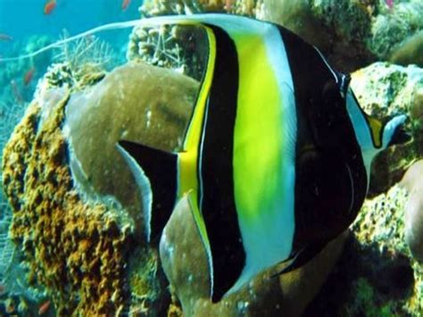 Video kumpulan animasi hewan kartun binatang seri dunia air via. Gambar Ikan di Laut Hidup dari Jenis Konsumsi dan Ikan Hias