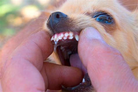 Double Canine Teeth In Dogs Why A Dog Has Two Rows Of Teeth
