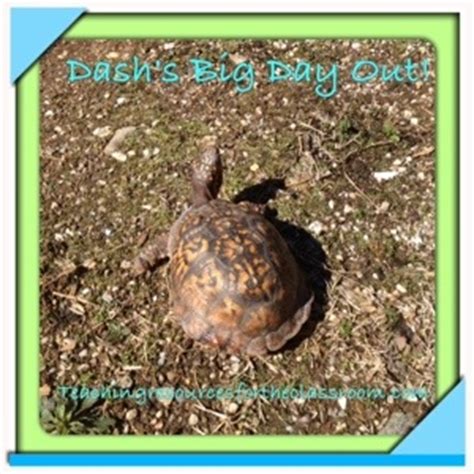 Eastern box turtles are small and beautifully colored creatures that make for excellent lifelong pets. Classroom Pet Eastern Box Turtle Dash's Big Day Out