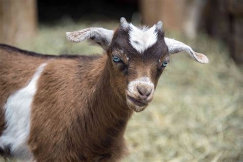 8 Types Of Goat Breeds