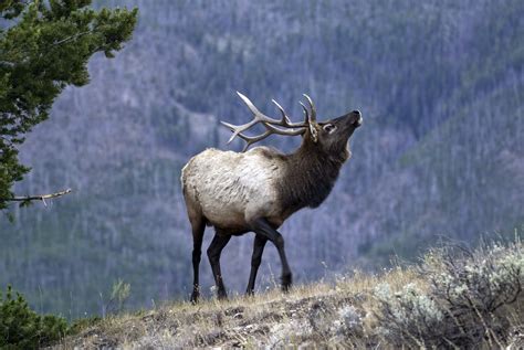 Division Of Wildlife Opens Application Period For Big Game Hunting