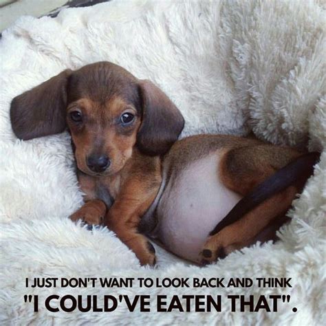Collect The Unbelievable Wiener Dog Funny Memes Hilarious Pets Pictures