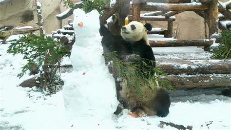 Giant Panda Fights Snowman In Moscow Zoo To Get His Meal Daily Sabah