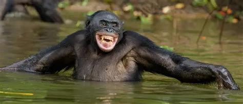 chimpanzés contre bonobos quelle est la différence espèces menacées fr