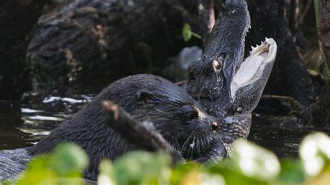 These Photos Of An Otter Attacking An Alligator Proves Otters Are The