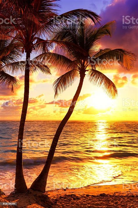 Coconut Palm Trees Against Colorful Sunset Stock Photo Download Image