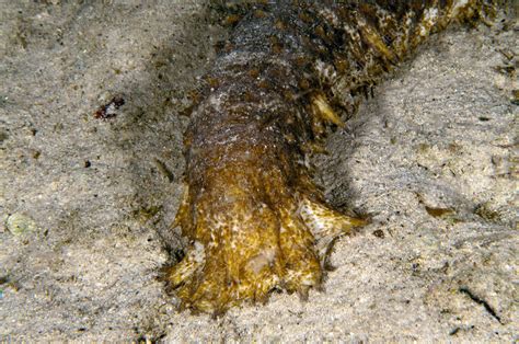 Furry Sea Cucumber Stock Image C0401997 Science Photo Library