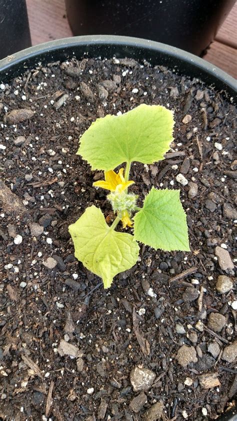 They were doing awesome for a. Cucumber plants leaves turning white/yellow