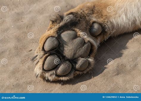 Lion`s Paw On Sand At The Zoological Park Stock Photo Image Of Lion