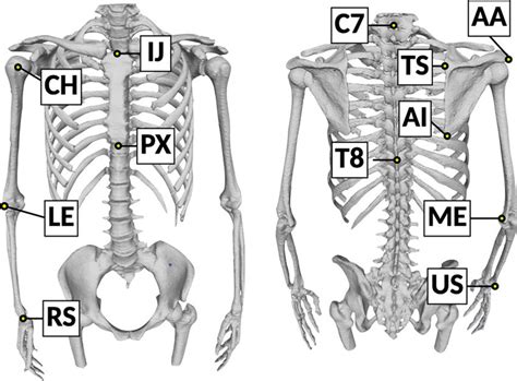 Bony Landmarks To Create Coordinate System Of Each Bone Ij Sternal