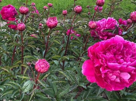 Peony Arcadij Gajdar At Peony Nursery