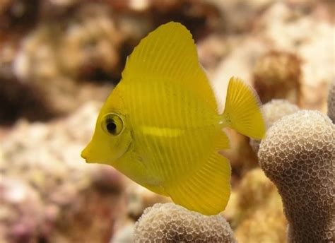 Captive Bred Yellow Tangs Inching Closer To Reality Reef Builders
