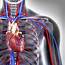 Cardiovascular System Artwork  Stock Image F005/9849 Science