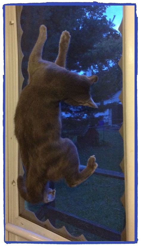 Crazy Cat Hanging On The Window Screen Crazy Cats Window Screens