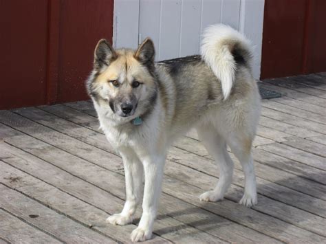 The Greenland Dog Breed Guide And Top Facts Animal Corner
