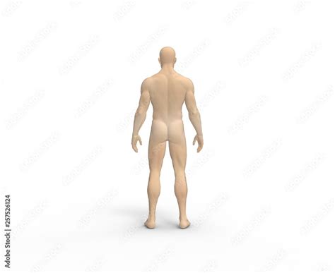 Human Man Nude Body Anatomy On Isolated White 3D Rendering Stock