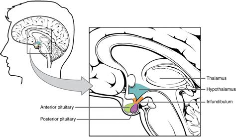 34 The Pituitary Gland And Hypothalamus Biology Libretexts