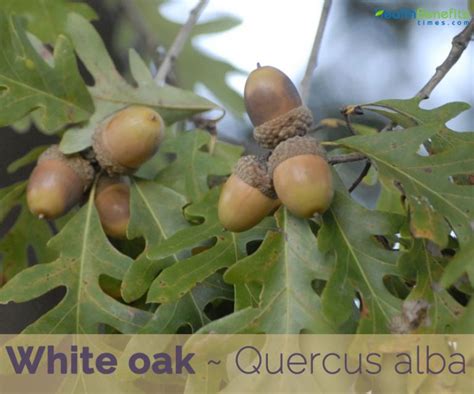 White Oak Facts And Health Benefits