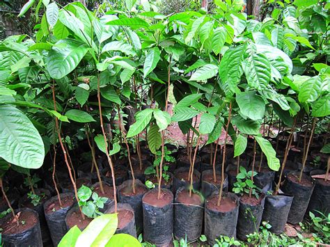 Fruit trees for sale near me. Fruit Trees For Sale: Lanzones