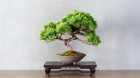 This Is The Oldest Bonsai Tree In The World
