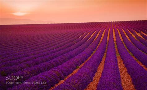 Lavender Field At Sunset Valensole Provence France Writes