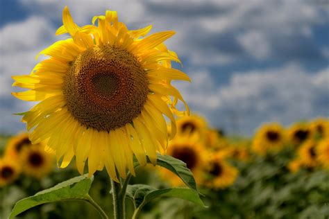 Cool image of summer, picture of sun flowers, nature | ImageBank.biz