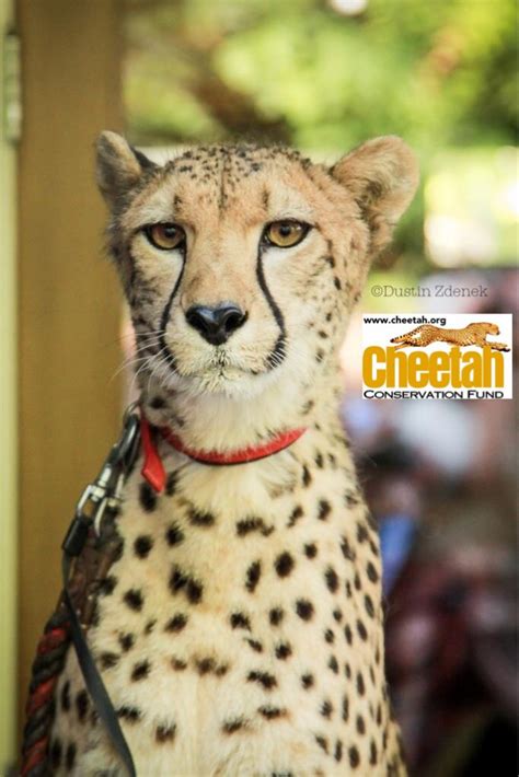 38 Best Cheetahs Images On Pinterest Cheetahs