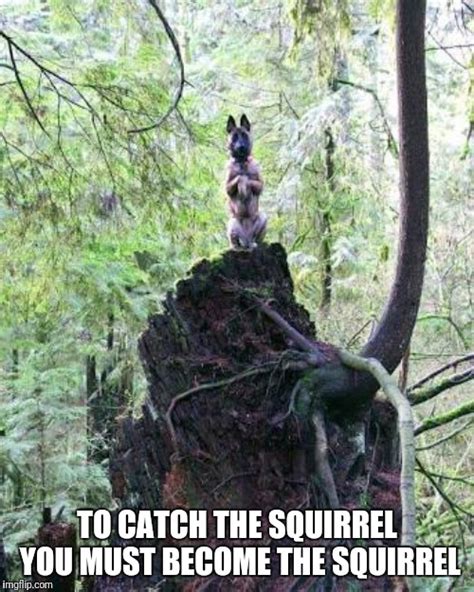 Become The Squirrel Imgflip