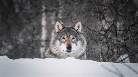 Animal Wolf 4k Ultra Hd Wallpaper