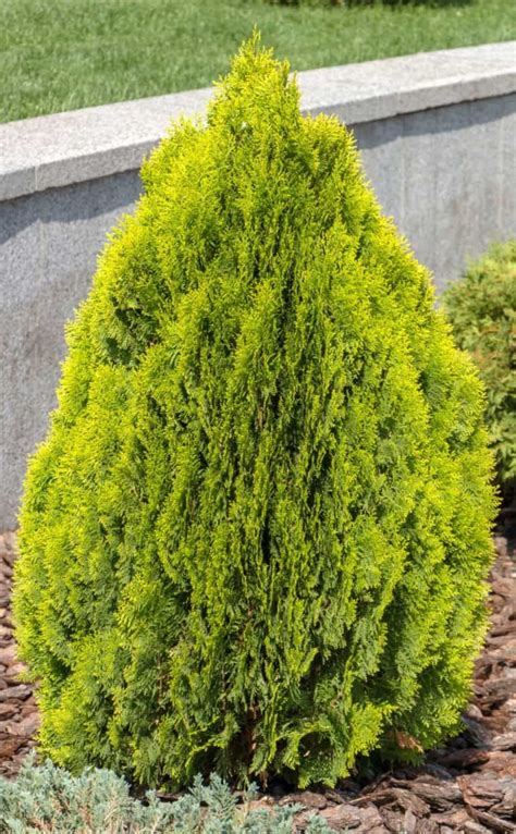 14 Beautiful Small Evergreen Trees For Landscaping A Small Yard