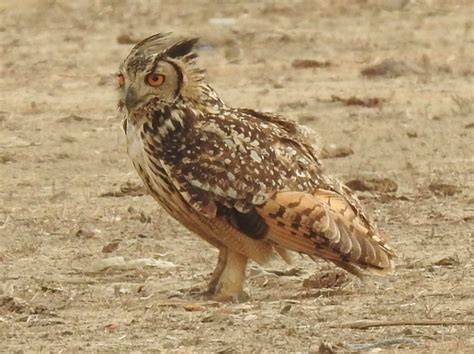 Indian Eagle Owl Birdforum
