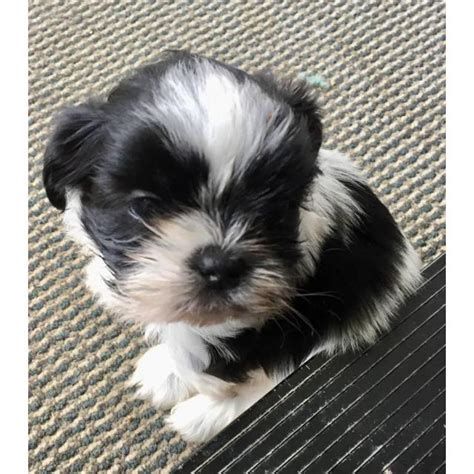 Some shih tzu puppies and dogs know exactly what they want to eat, but they'll never tell you! Adorable Male Shih-Tzu puppy for Sale in Zanesville, Ohio ...
